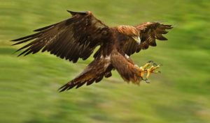 Golden Eagle Picture