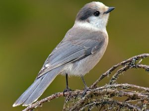 Gray Jay pics