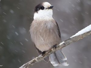 Gray Jay picture