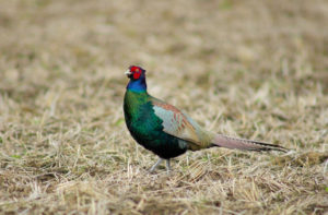 Green Pheasant Pics