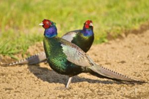 Green Pheasant Picture