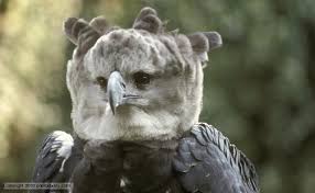 Harpy Eagle Pics