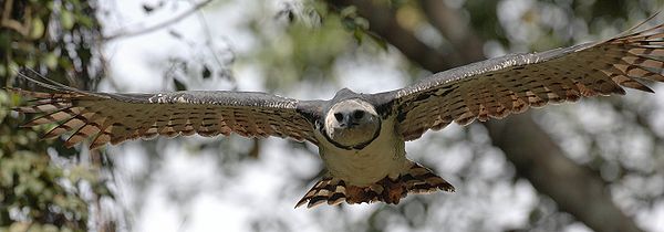 Harpy Eagle Picture