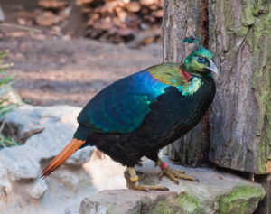 Himalayan Monal Pics