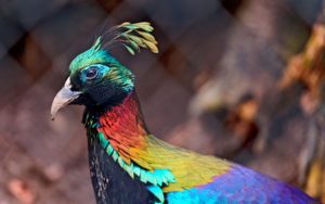 Himalayan Monal Picture