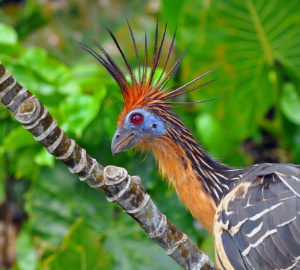 Hoatzin Pics