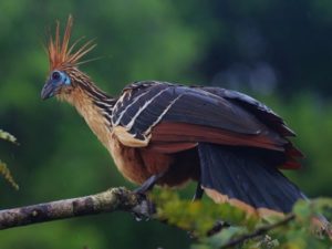 Hoatzin Picture