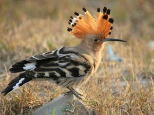 Hoopoe pics