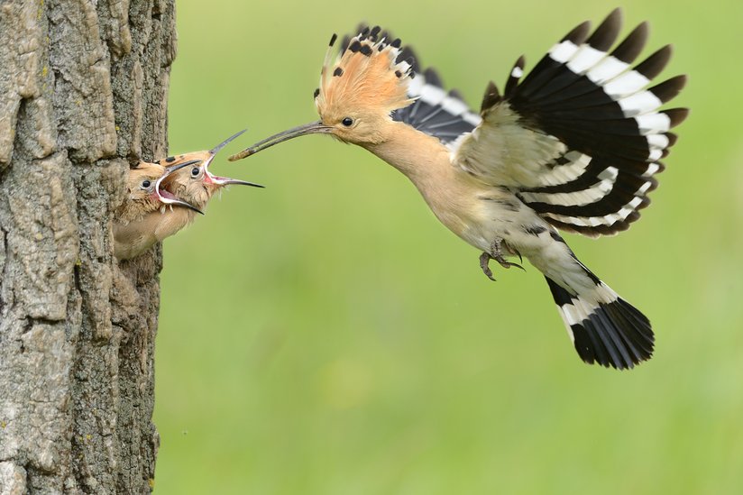 Hoopoe picture