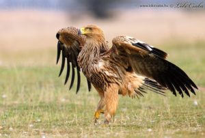 Imperial Eagle pics