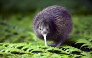 Kiwis Picture