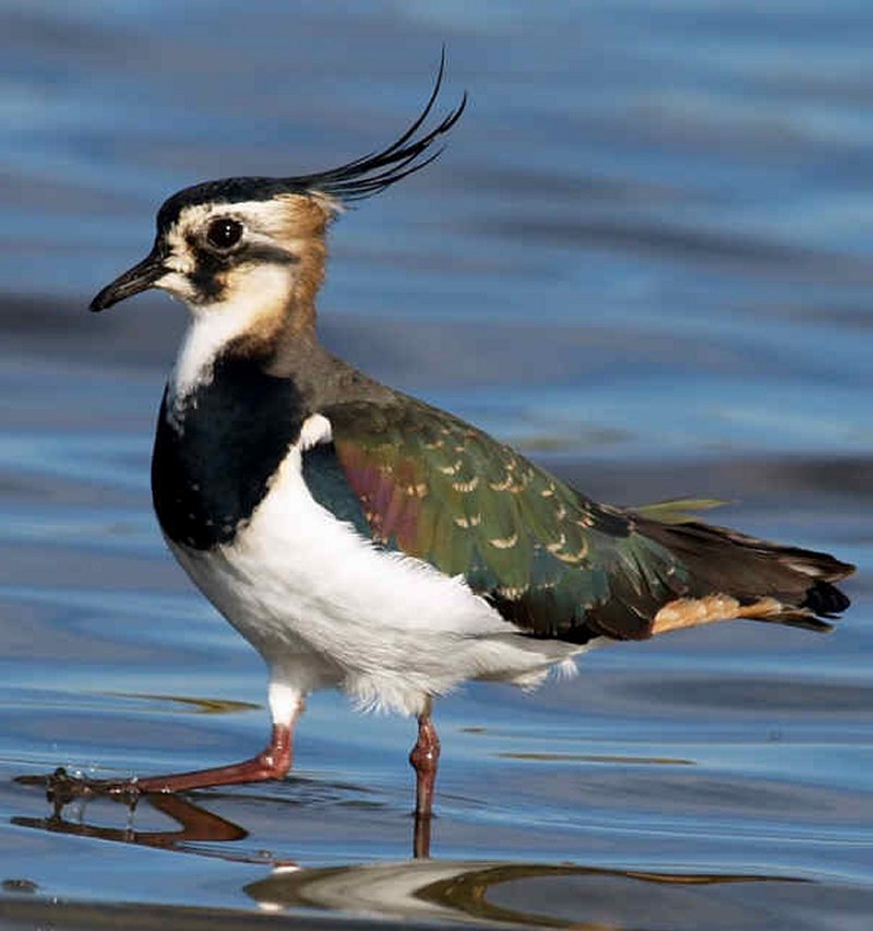 Lapwing Picture