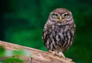 Little owl Pics