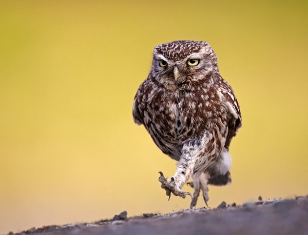 Little owl Picture