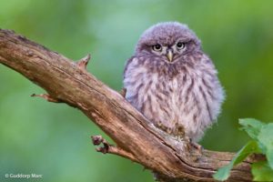 picture of Little owl 