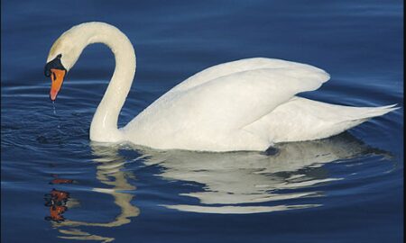 Mute Swan National Bird of Denmark