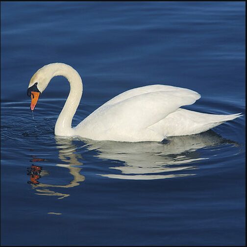 Mute Swan: National Bird of Denmark | Interesting Facts about Mute Swan