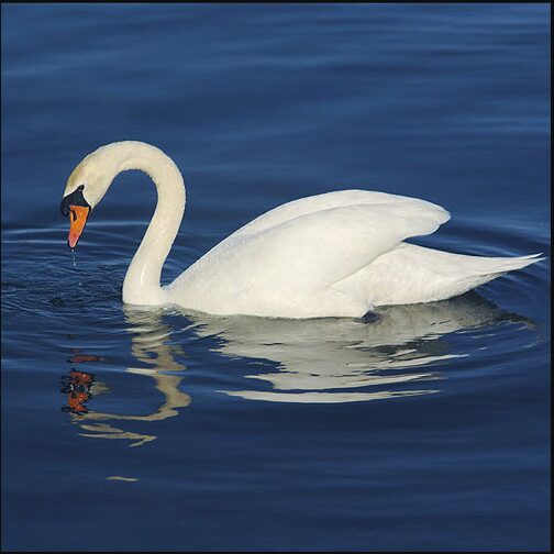 Mute Swan National Bird of Denmark