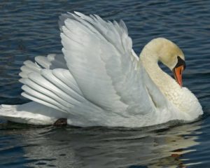 Mute Swan Picture