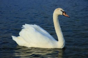 Mute Swan Picture