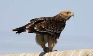 National Bird OF Spain