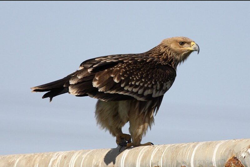 National Bird OF Spain