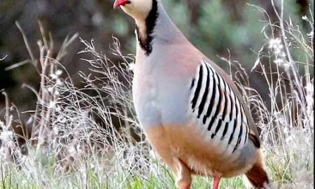 National Bird Of Pakistan