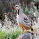 National Bird Of Pakistan