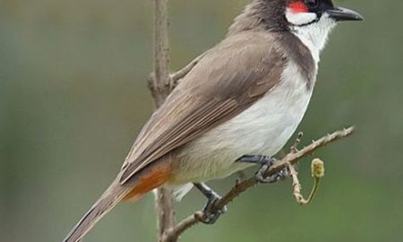 National Bird of Bahrain