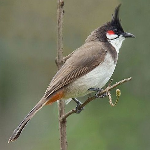 National Bird of Bahrain