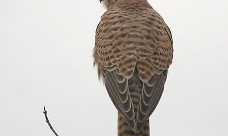 National Bird of Belgium