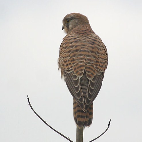 National Bird of Belgium