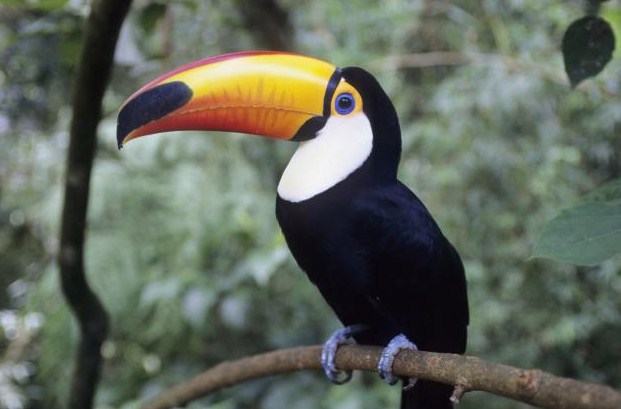 National Bird of Belize 