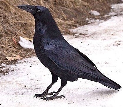 Common Raven: National Bird of Bhutan | Interesting Facts