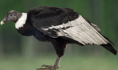 National Bird of Bolivia