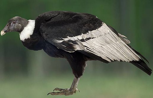 National Bird of Bolivia