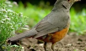 National Bird of Brazil