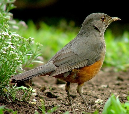 National Bird of Brazil