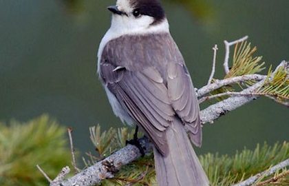 National Bird of Canada