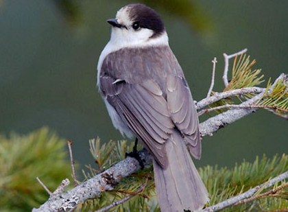 National Bird of Canada