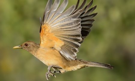 National Bird of Costa Rica