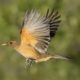 National Bird of Costa Rica