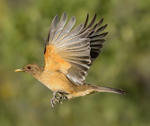 National Bird of Costa Rica