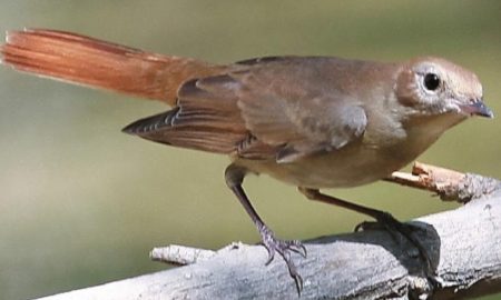 National Bird of Croatia