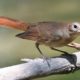 National Bird of Croatia