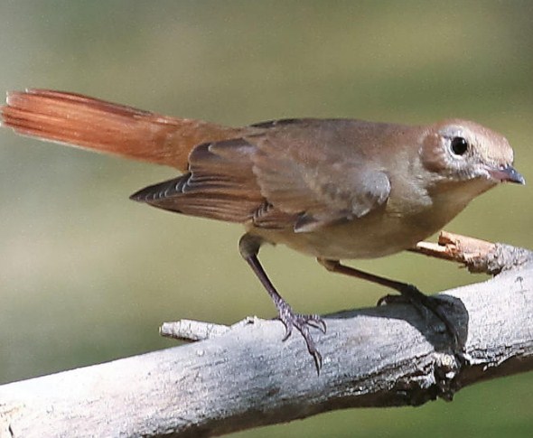 National Bird of Croatia