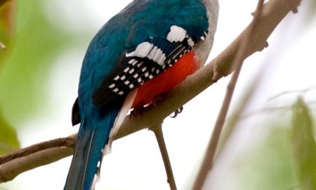 National Bird of Cuba