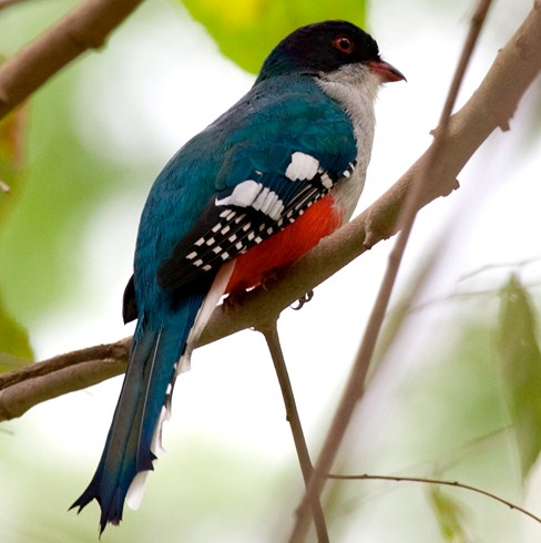 National Bird of Cuba