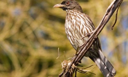 National Bird of Dominican Republic