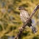 National Bird of Dominican Republic